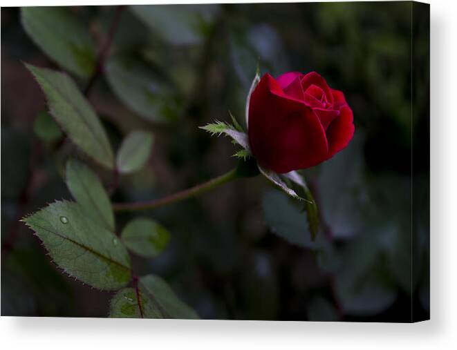 Knockout Roses Canvas Print featuring the photograph Red Knockout Rose by Ben Shields