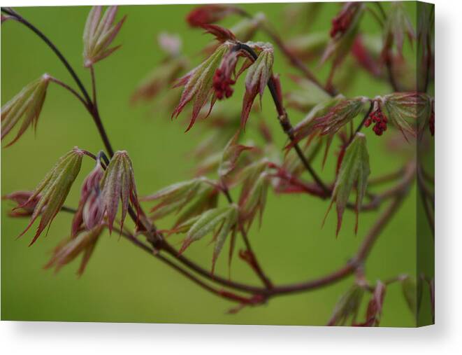 Kelly Canvas Print featuring the photograph Red Maple by Kelly Hazel