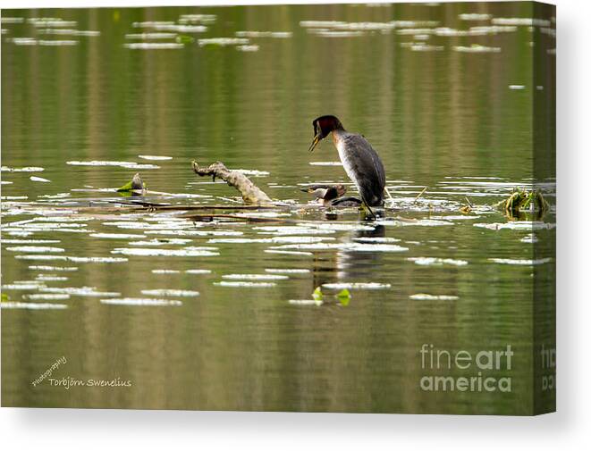 Red-necked Grebe Canvas Print featuring the photograph Red-Necked Grebes by Torbjorn Swenelius