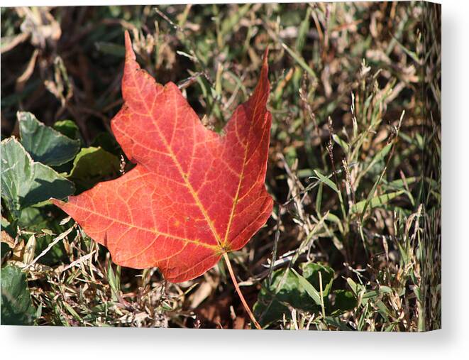 Oak Canvas Print featuring the photograph Red Oak Leaf by Michele Wilson