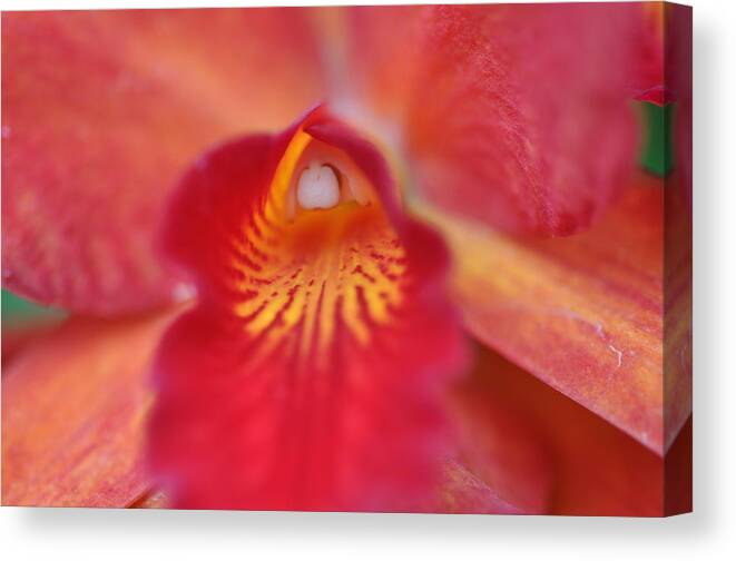 Red Canvas Print featuring the photograph Red orchid by Sue Morris