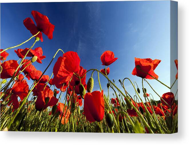 Feb0514 Canvas Print featuring the photograph Red Poppies Germany by Duncan Usher