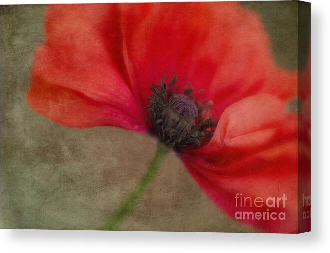 Red Canvas Print featuring the photograph Red Poppy by Priska Wettstein