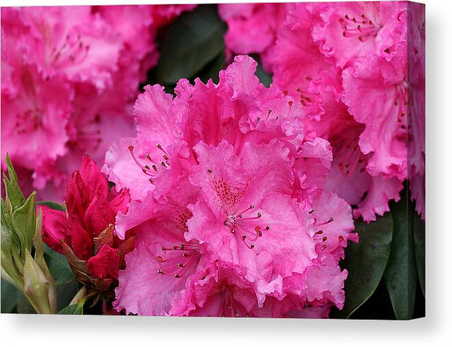 Rhodies Canvas Print featuring the photograph Red Rhododendrons by Chriss Pagani