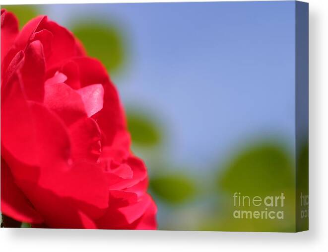 Flower Canvas Print featuring the photograph Red Rose by Henrik Lehnerer