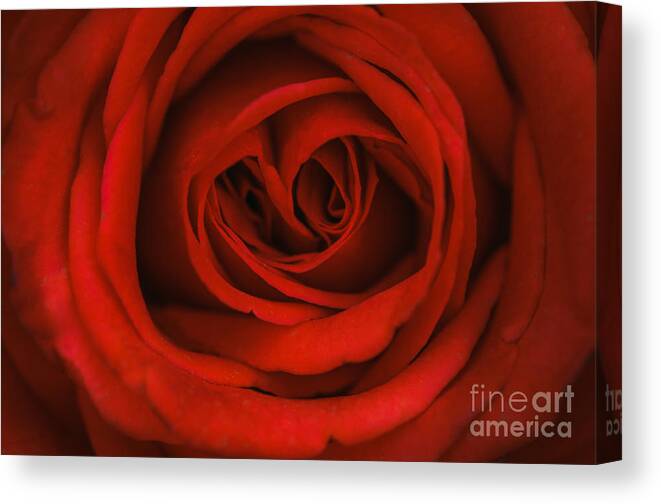 Red Rose Canvas Print featuring the photograph Red Rose by Tamara Becker
