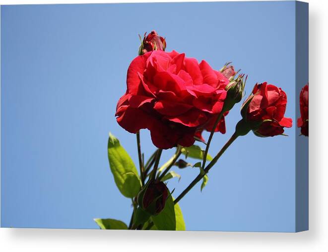 Rose Canvas Print featuring the photograph Red Roses with Blue Sky Background by Taiche Acrylic Art