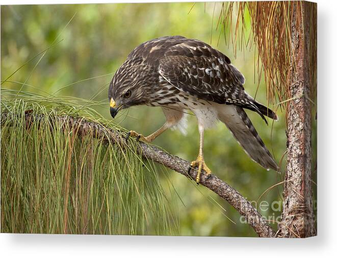 Red-shouldered Hawk Canvas Print featuring the photograph Red Shouldered Hawk Photo by Meg Rousher