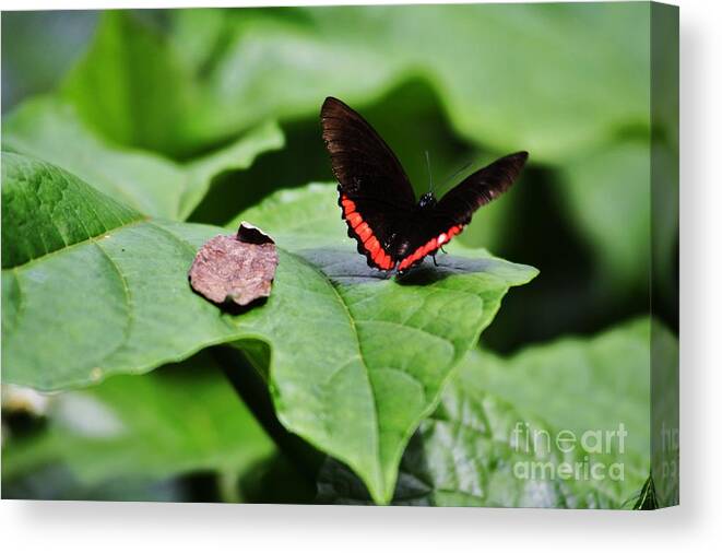 Butterfly Canvas Print featuring the photograph Red Stripe by Chuck Hicks