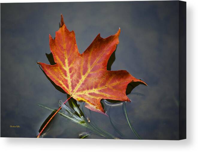 Leaf Canvas Print featuring the photograph Red Sugar Maple Leaf by Christina Rollo