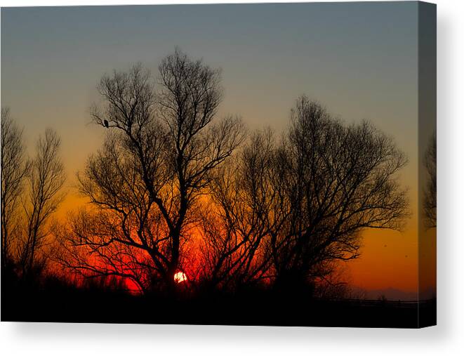 Dawn Canvas Print featuring the photograph Red-Tail Dawn by Kathleen Bishop