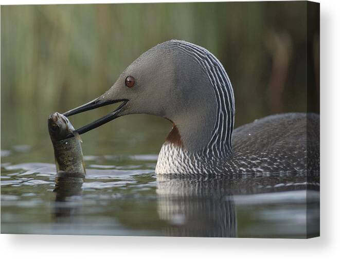 Feb0514 Canvas Print featuring the photograph Red-throated Loon With Fish Alaska by Michael Quinton