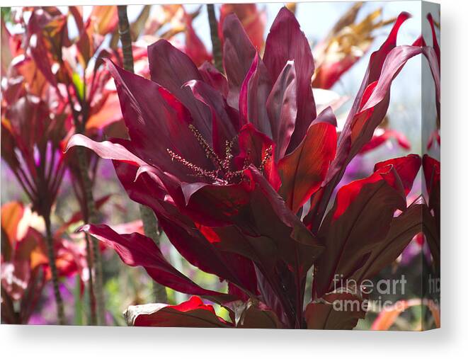 Aloha Canvas Print featuring the photograph Red Ti - Cordyline terminalis - The Queen of Tropical Foliage by Sharon Mau