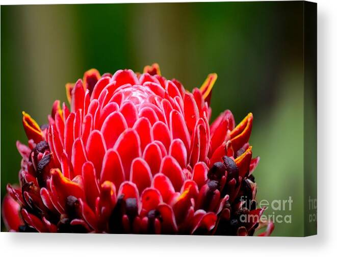 Ginger Canvas Print featuring the photograph Red Torch Ginger Flower head from tropics Singapore by Imran Ahmed