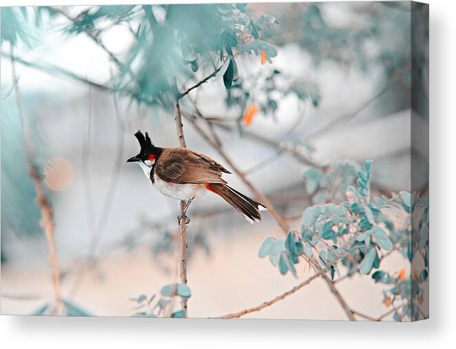 Nature Canvas Print featuring the photograph Red-Whiskered Bulbul. Nature in Alien Skin by Jenny Rainbow