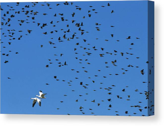 Feb0514 Canvas Print featuring the photograph Red-winged And Yellow-headed Blackbirds by Konrad Wothe