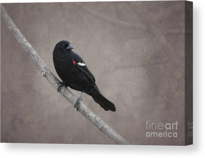 Red Winged Blackbird Canvas Print featuring the photograph Red Winged Blackbird by Jayne Carney