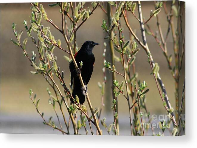 Red Winged Blackbird Canvas Print featuring the photograph Red Winged Blackbird Perched by Chris Anderson