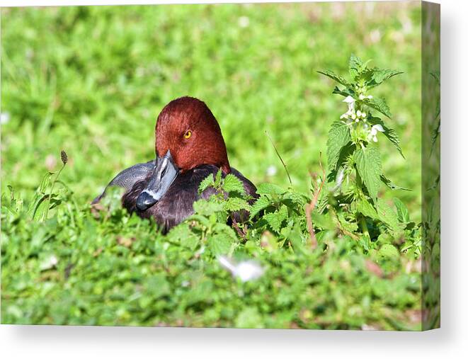 Adult Canvas Print featuring the photograph Redhead Or Red-headed Pochard by Robert Kennett