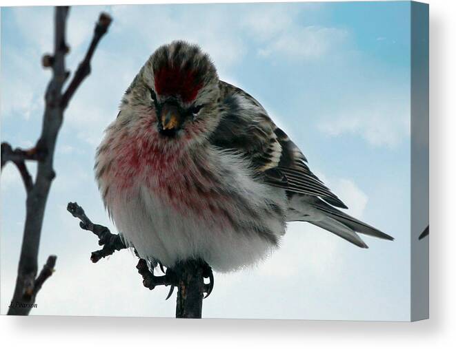 Redpoll Canvas Print featuring the photograph Redpoll by Jackson Pearson