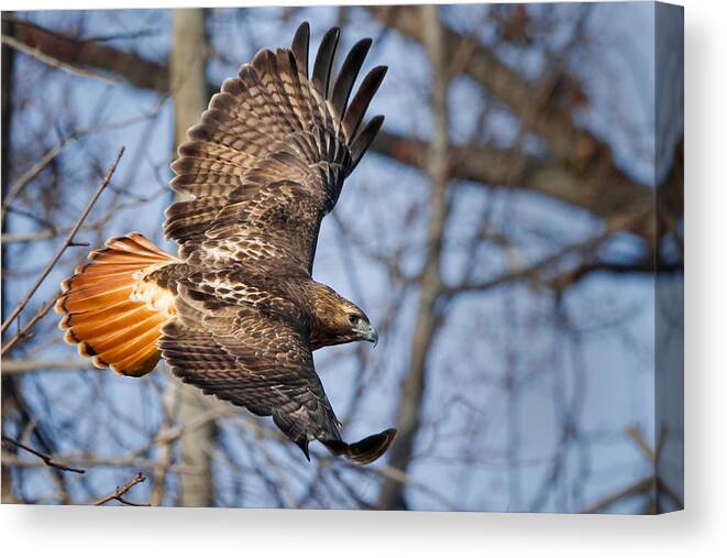 Redtail Hawk Canvas Print featuring the photograph Redtail Hawk by Bill Wakeley
