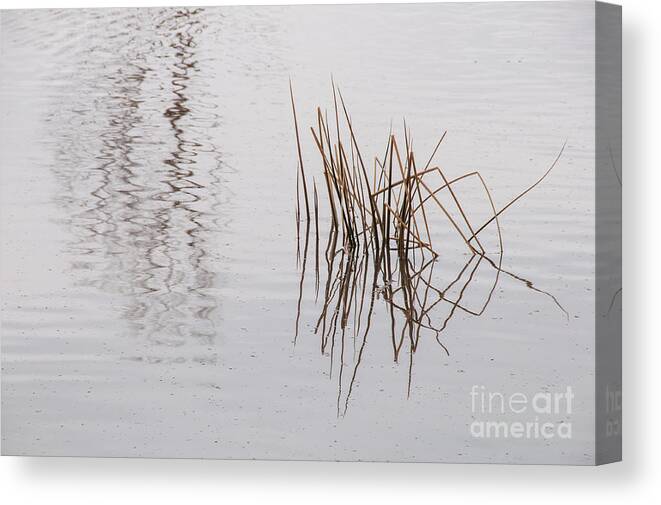 Reeds Canvas Print featuring the photograph Reed Reflection by Al Andersen