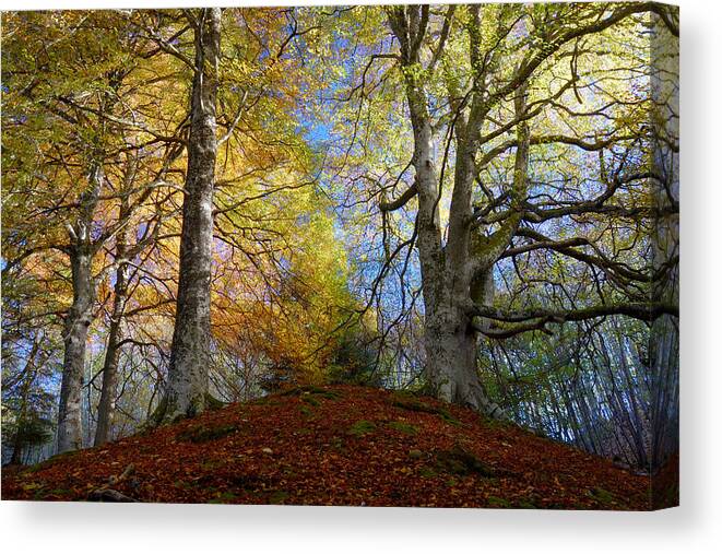 Reelig Forest Walk Canvas Print featuring the photograph Reelig Forest by Gavin Macrae