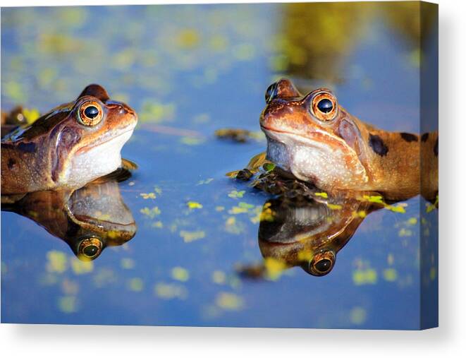 Frog Canvas Print featuring the photograph Reflections by Chris Smith