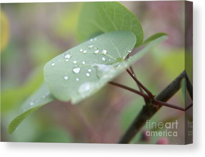 Leaves Canvas Print featuring the photograph Refreshed by Lynn England