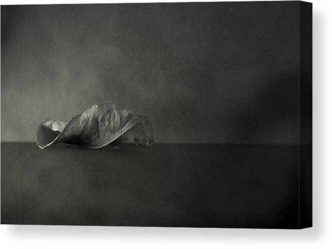 Leaf Canvas Print featuring the photograph Reincarnate by Mark Ross