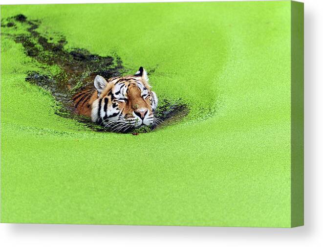 Tiger Canvas Print featuring the photograph Relaxation by 