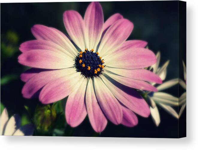 Flower Canvas Print featuring the photograph Remember Me by Robin Dickinson