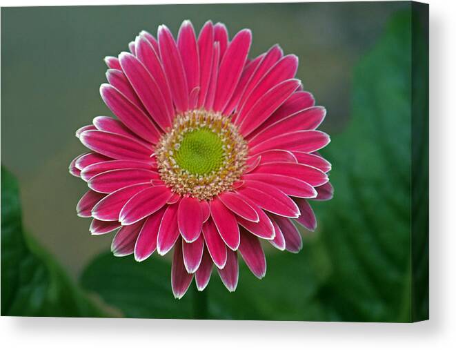 Flower Canvas Print featuring the photograph Resplendence by Lily K