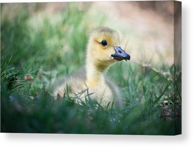 Gosling Canvas Print featuring the photograph Rest by Priya Ghose