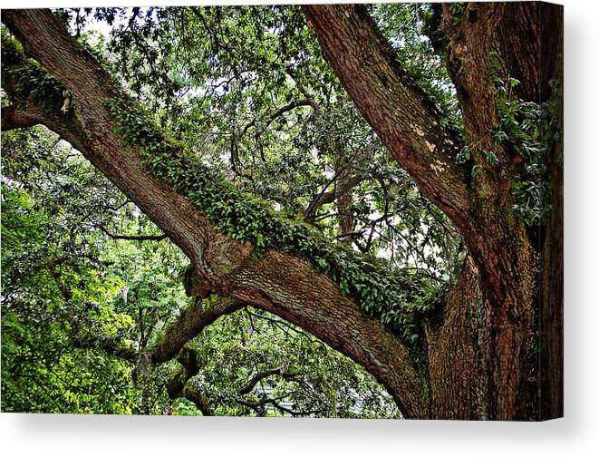 Trees Canvas Print featuring the photograph Resurrection Fern by Linda Brown