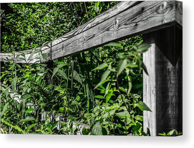 Fence Canvas Print featuring the photograph Return to Nature by Rick Bartrand