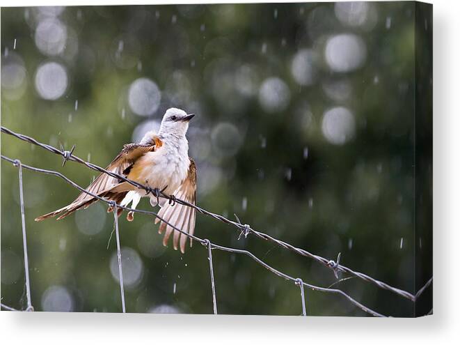 Tyrannus Forficatus Canvas Print featuring the photograph Revelling In The Rain by Annette Hugen