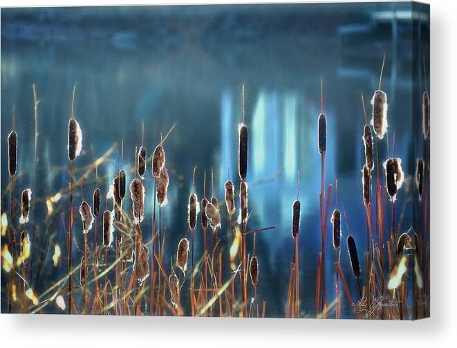 Cattails Canvas Print featuring the photograph Rhapsody in Blue by Cindy Greenstein