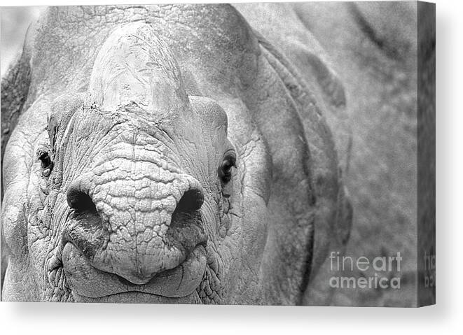 Rhinoceros Canvas Print featuring the photograph Rhinoceros 1 by Rich Killion