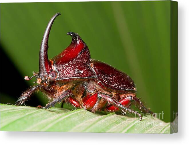 Rhinoceros Beetle Canvas Print featuring the photograph Rhinoceros Beetle by BG Thomson