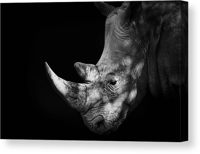 Horned Canvas Print featuring the photograph Rhinoceros by Malcolm Macgregor
