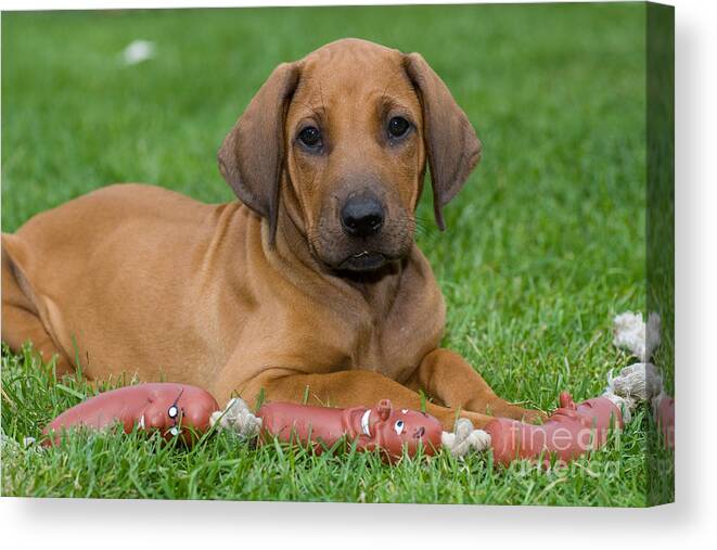 Rhodesian Ridgeback Canvas Print featuring the photograph Rhodesian Ridgeback Puppy by Andreas Pulwey