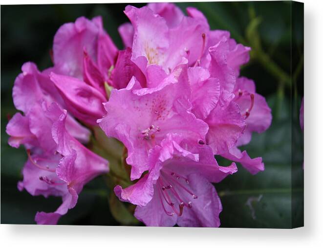 West Virginia Canvas Print featuring the photograph Rhododendron by William Gambill