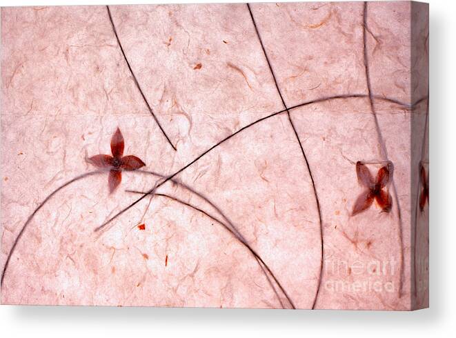 Rice Paper Canvas Print featuring the photograph Rice Paper Wildflower Red by Charline Xia