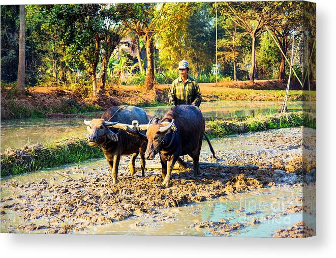 Cambodia Rice Fields Canvas Print featuring the photograph Ricefield Plowing by Rick Bragan