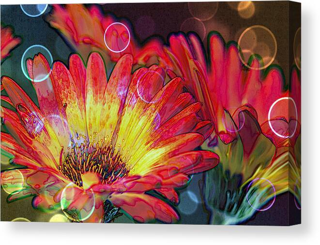 Daisy Canvas Print featuring the photograph Righteous Rainbow Blooms by Bill and Linda Tiepelman