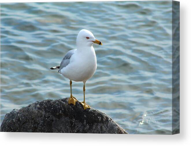 Hovind Canvas Print featuring the photograph Ring Billed Gull by Scott Hovind