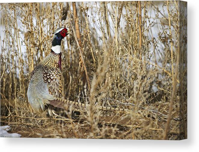 Ringneck Rooster Pheasant Canvas Print featuring the photograph Ring Neck Phesant by Gary Langley