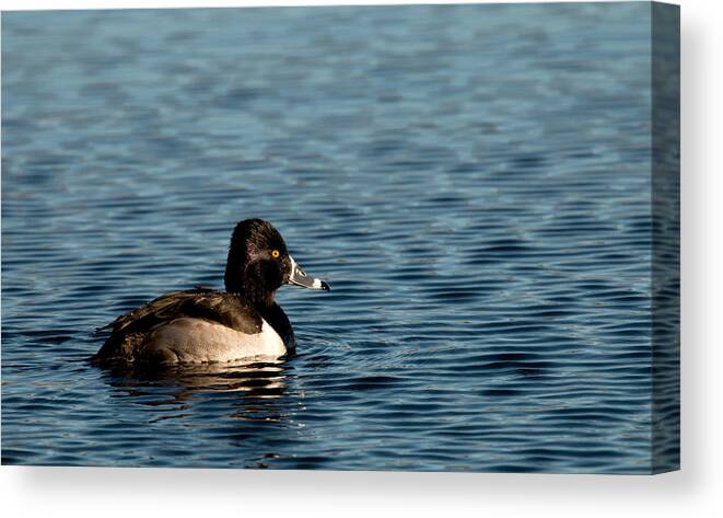 Duck Canvas Print featuring the photograph Ring-Necked Duck by Kristia Adams
