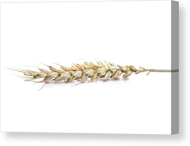 White Background Canvas Print featuring the photograph Ripe Wheat Ear Isolated On White by Kerstin Klaassen